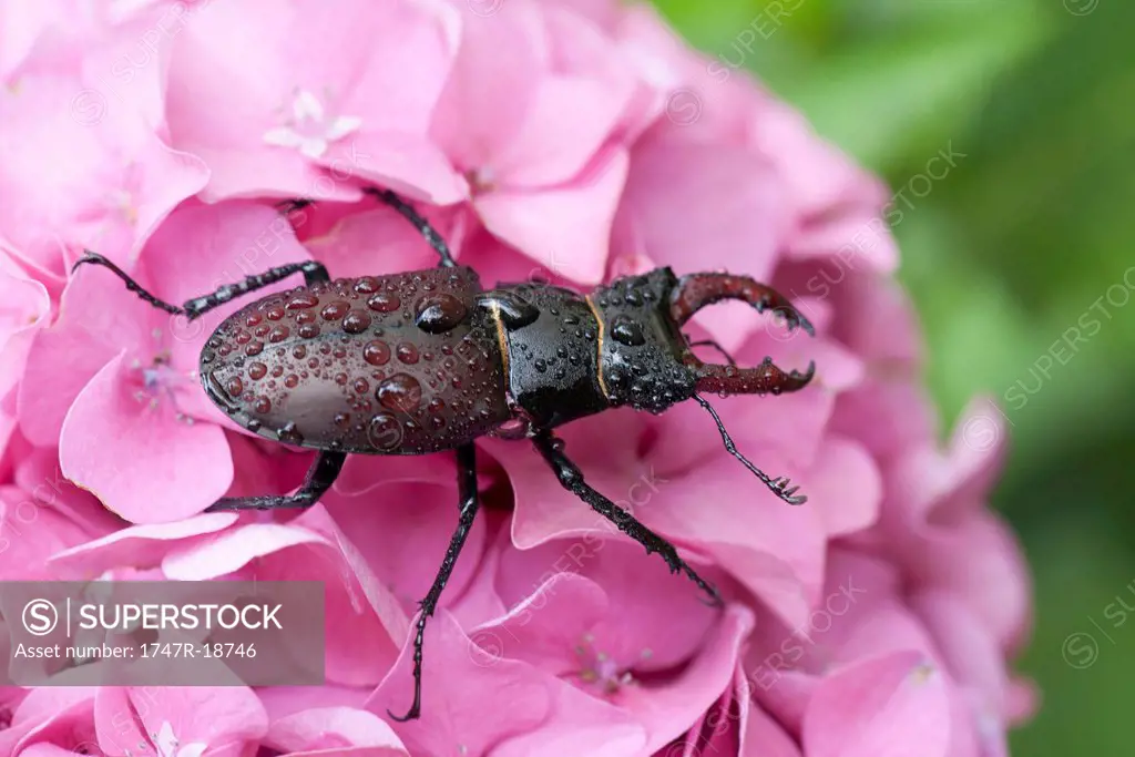 Stag beetle on hydrangea flower