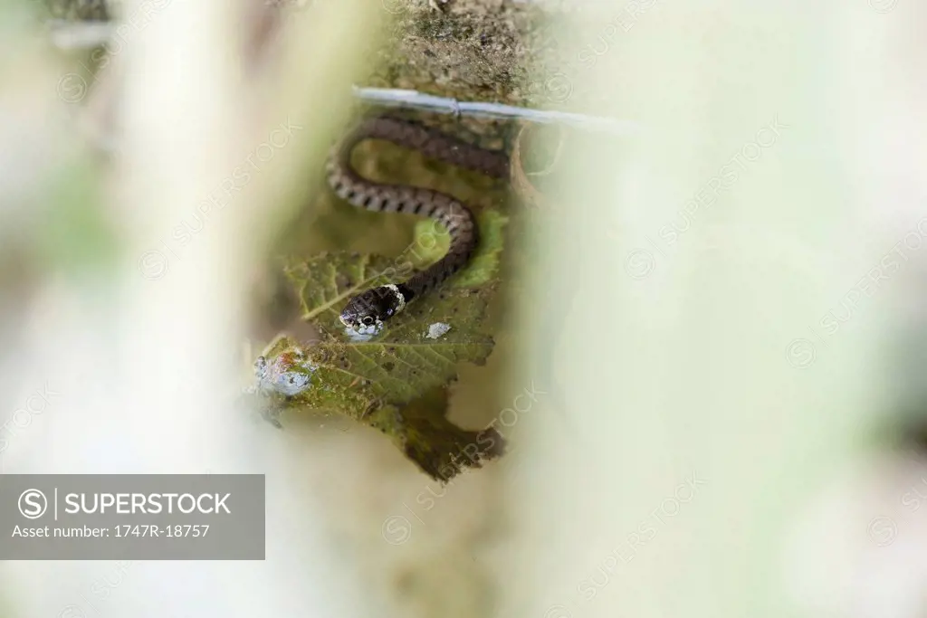 Grass snake Natrix natrix in water