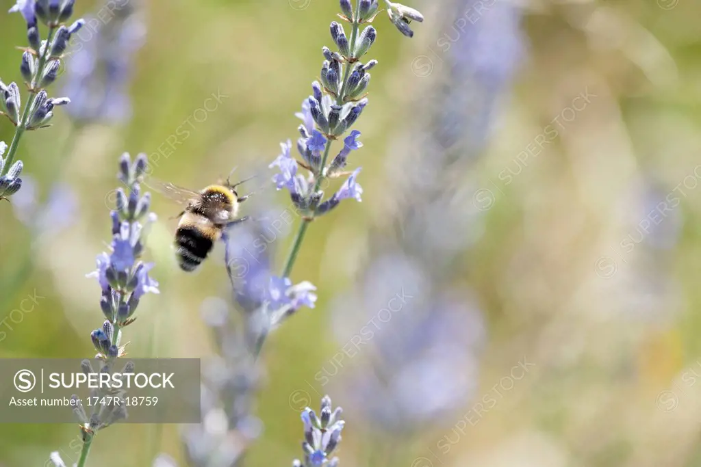 Bumblebee flying among lavender flowers