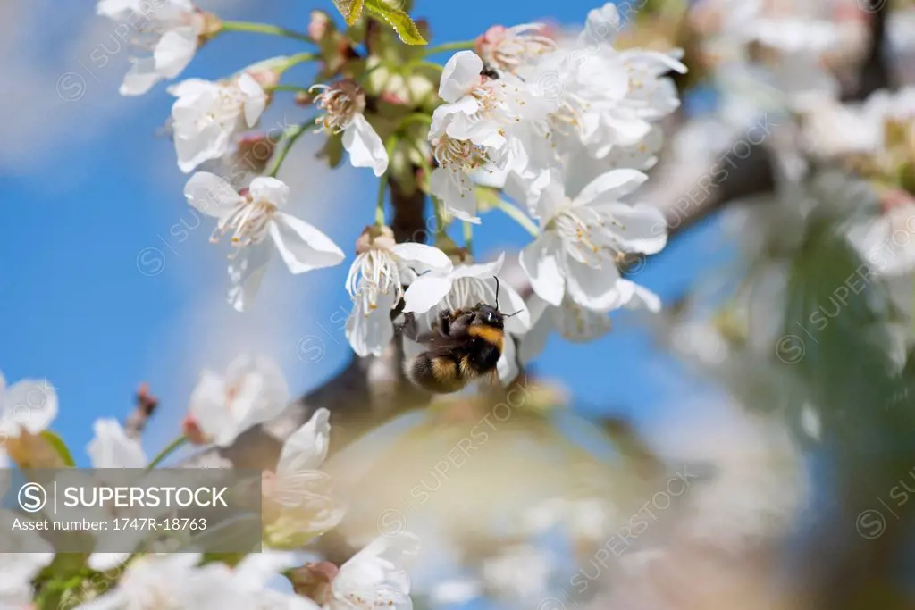 Bumblebee on cherry blossom
