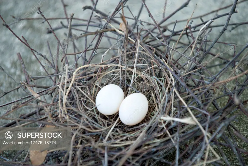 Eggs in bird nest