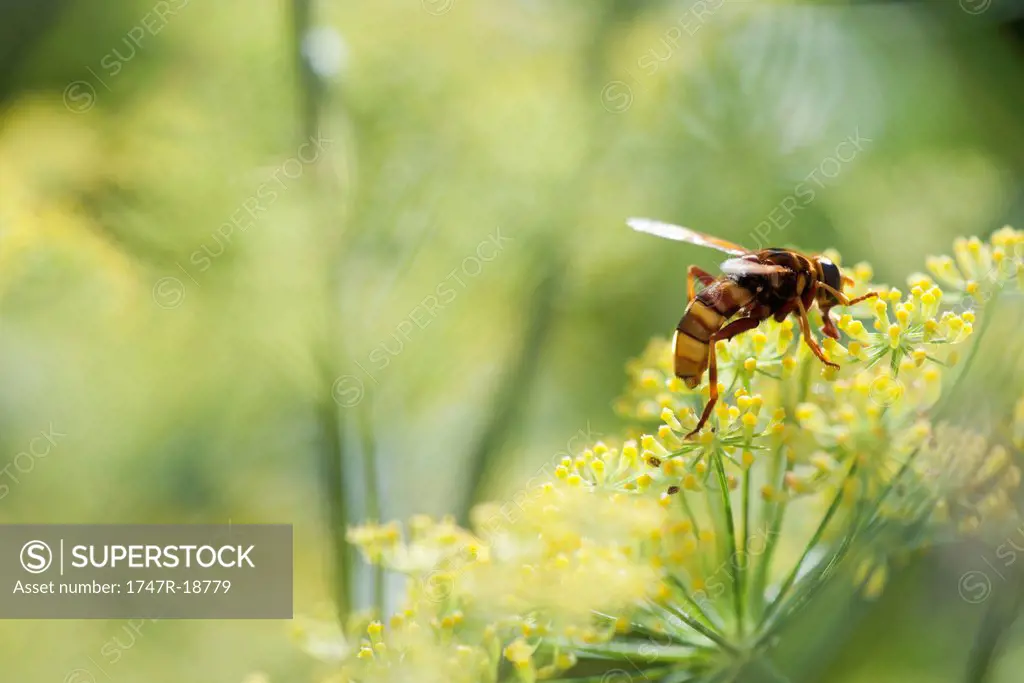 Wasp pollinating fennel flowers