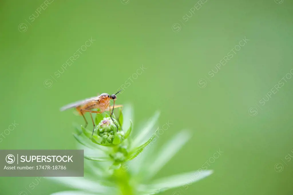 Fly perching on plant
