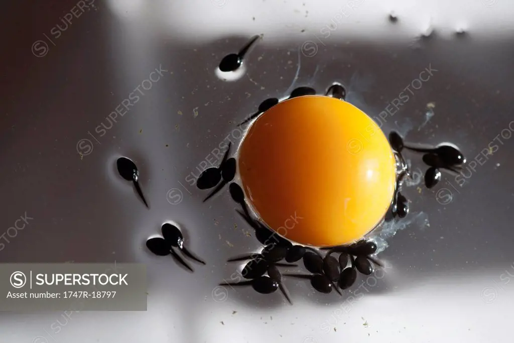 Tadpoles feeding off egg yolk, directly above
