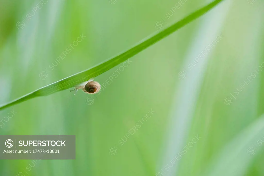 Hairy snail crawling on leaf