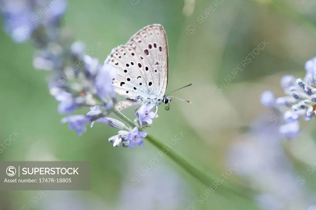 Lycaenidae butterfly on lavender flowers