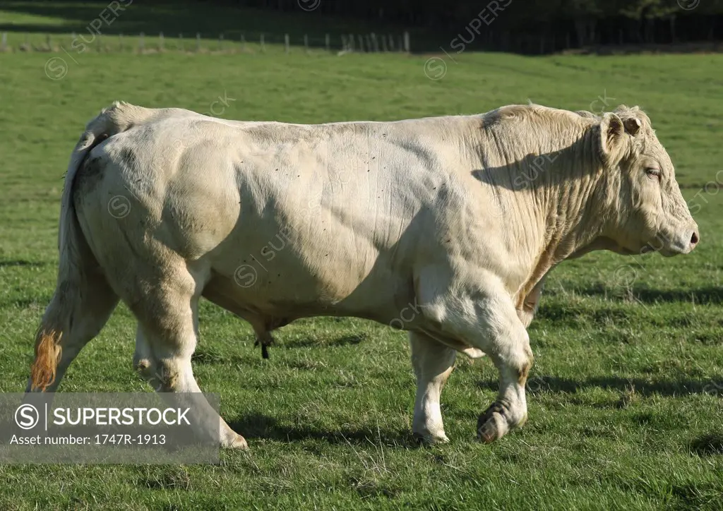 Charolais cow, full length, side view