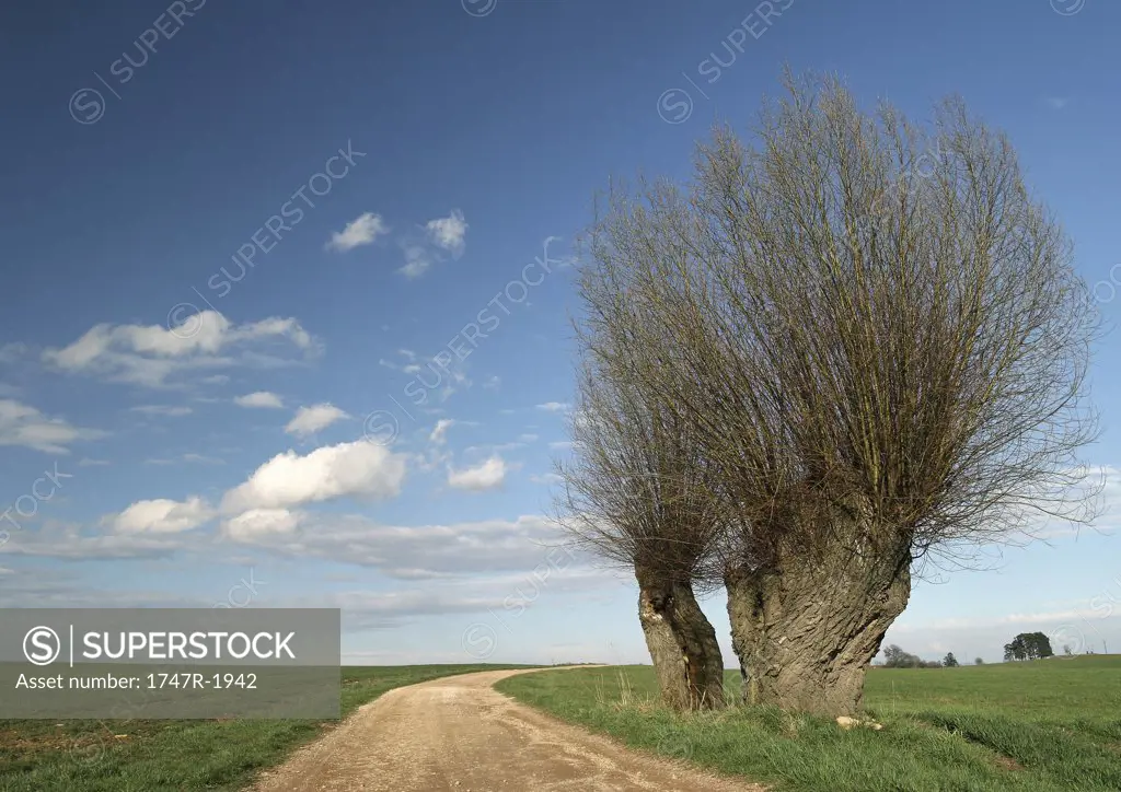 France, Jura region, bare willow tree and dirt road