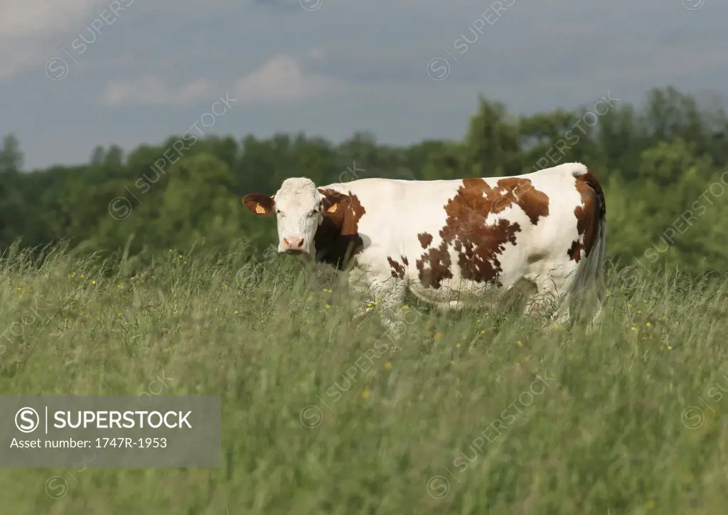 Montbeliard cow in pasture, full length