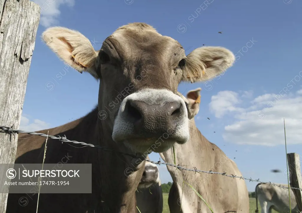 Brown swiss cow looking over barbed wire fence, close-up