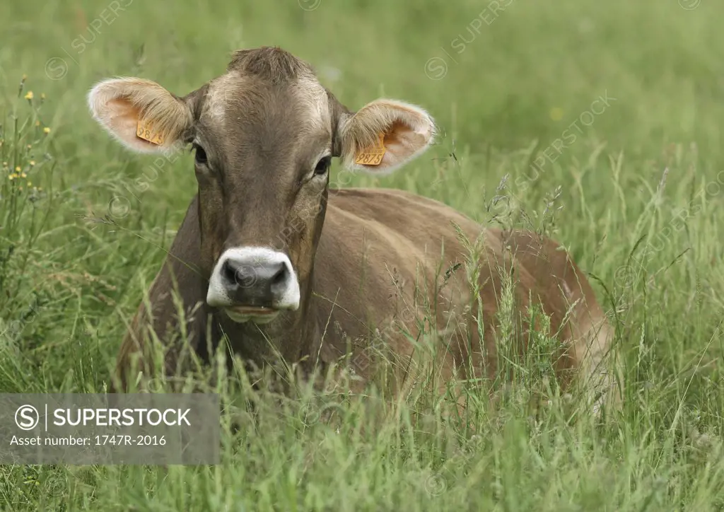 Brown swiss cow lying in grass