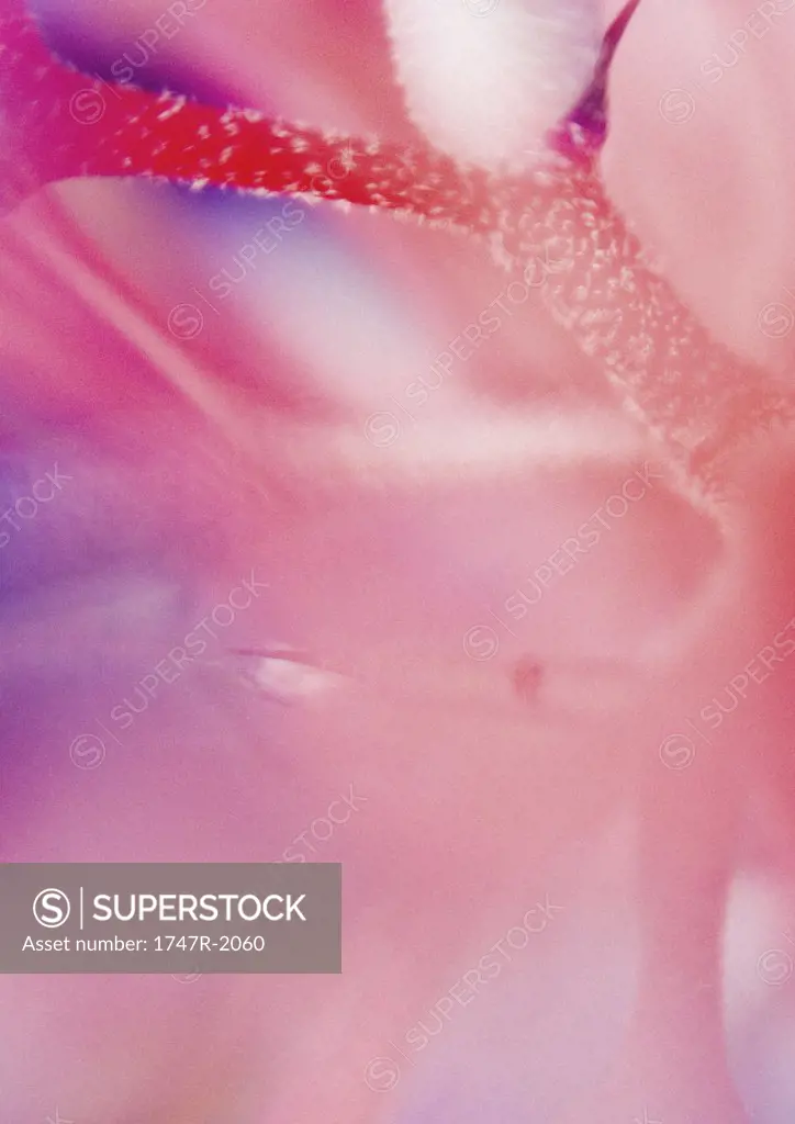 Abstract view of bromeliad flower