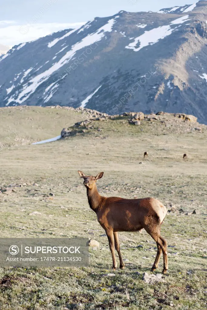 Female elk, Rocky Mountain National Park, Colorado, USA