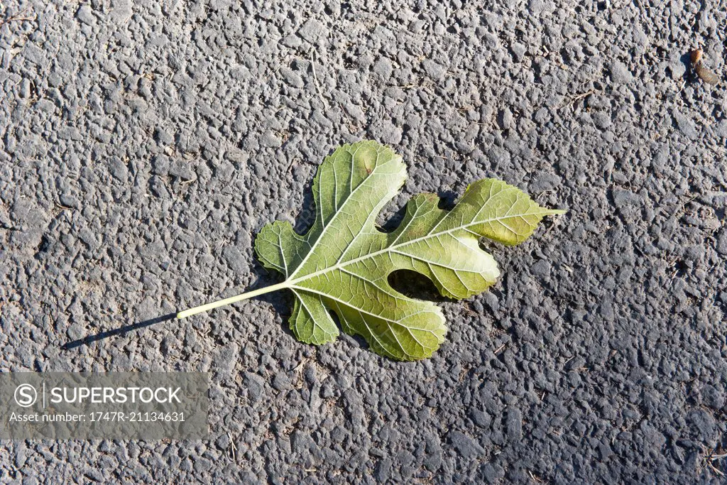 Fig leaf fallen on the ground