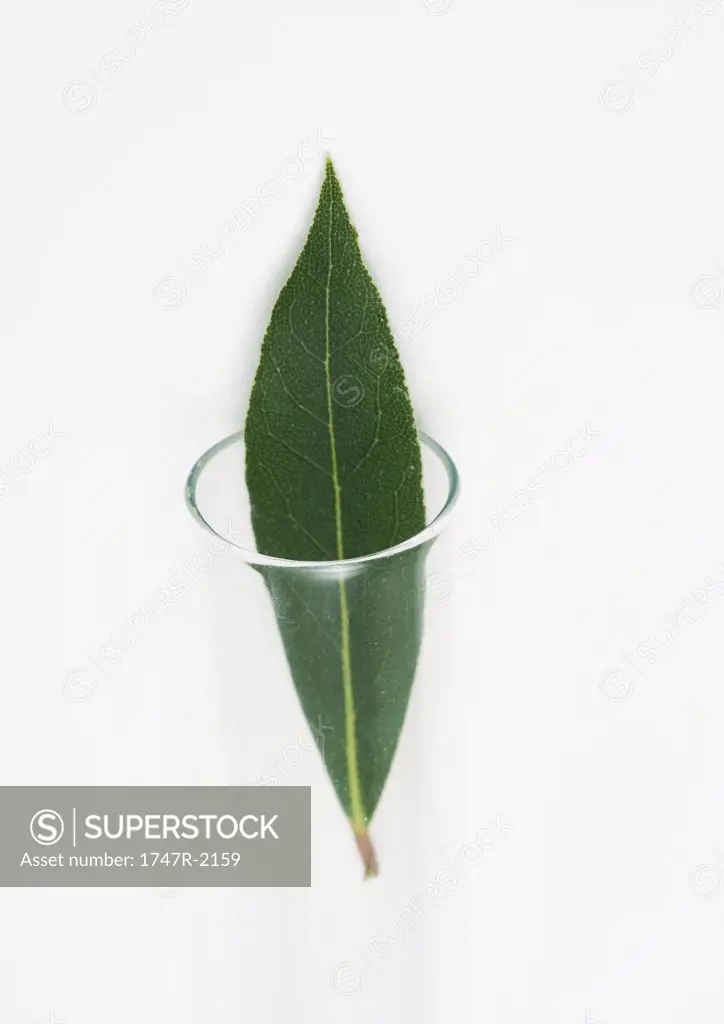 Bay leaf coming out of test tube