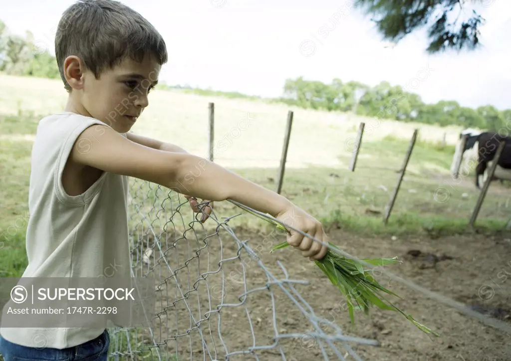 Boy standing next to fence, holding out handful of grass