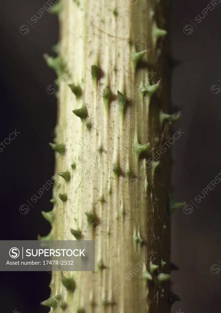 Thorns on stem of plant, close-up