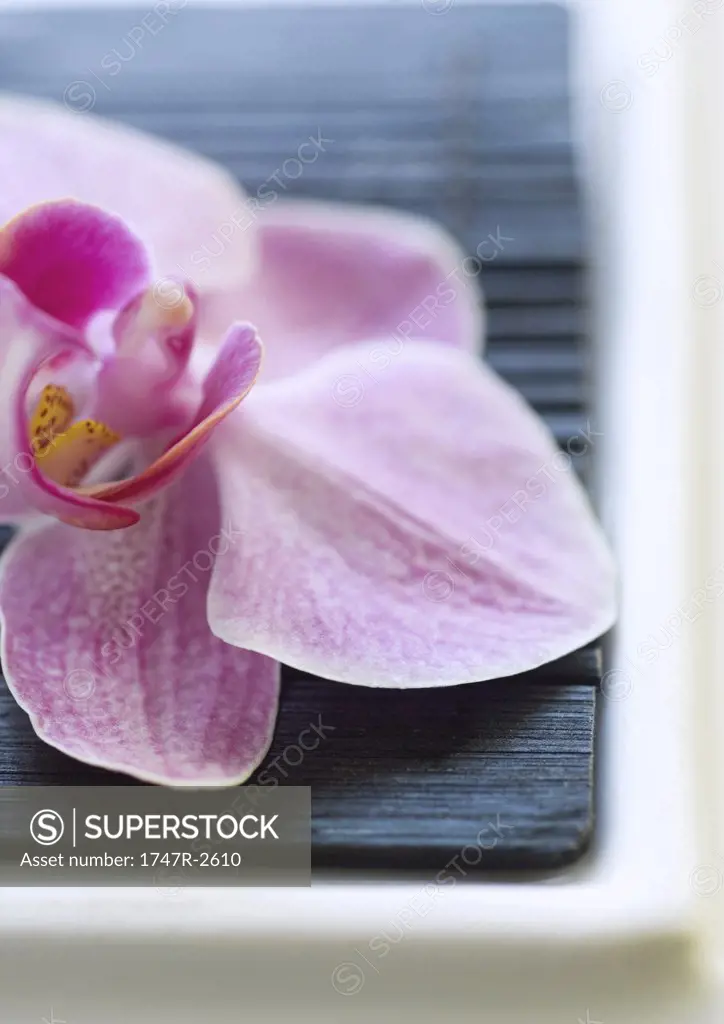 Orchid blossom