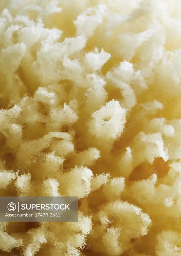 Natural sponge, close-up