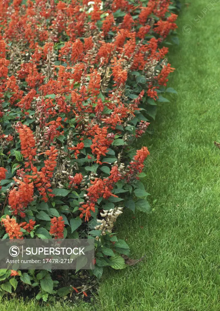 Flower bed, red salvia