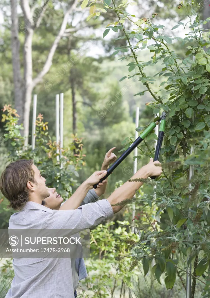 Man doing yardwork, trimming shrub