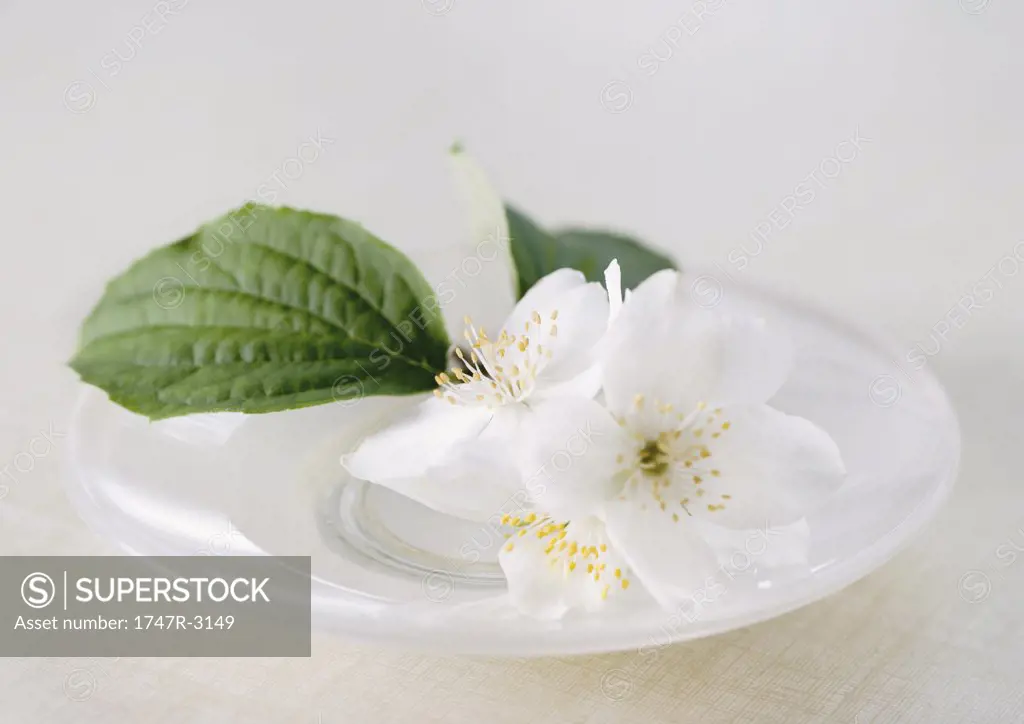 Mock orange flowers and leaves in dish