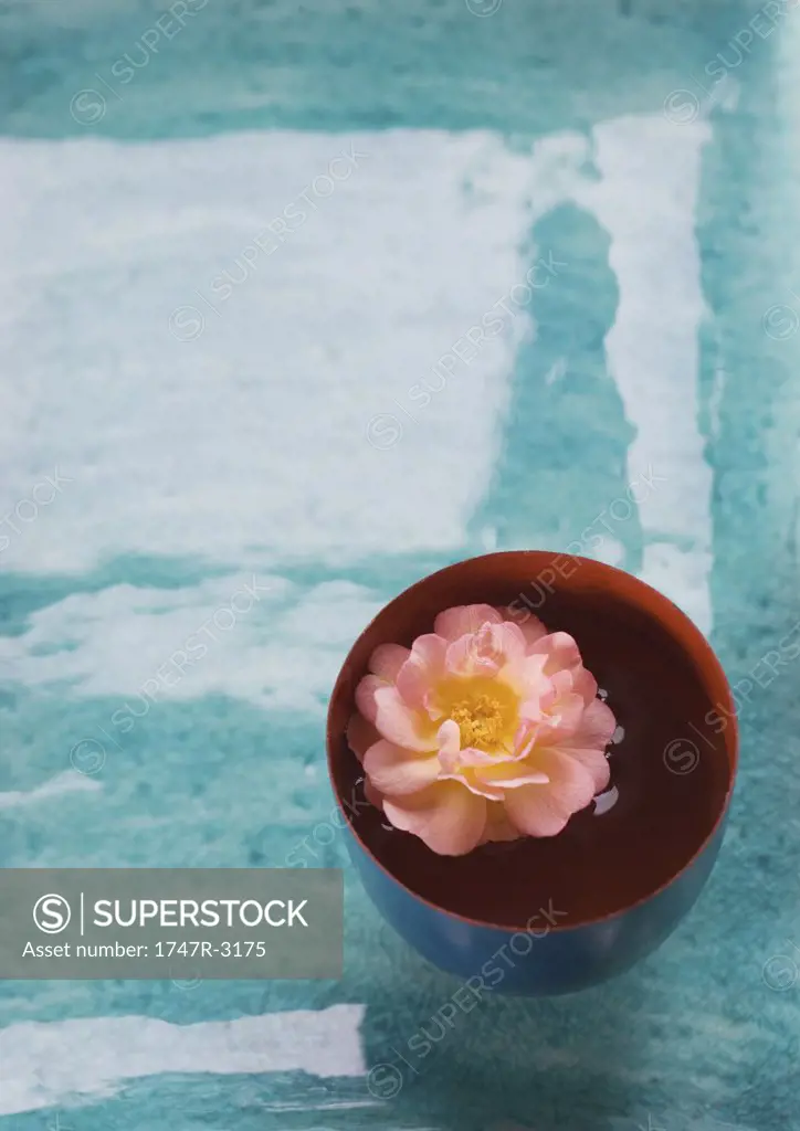 Peony flower floating in bowl