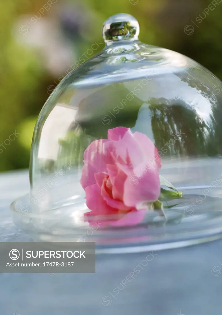 Rose under glass dome