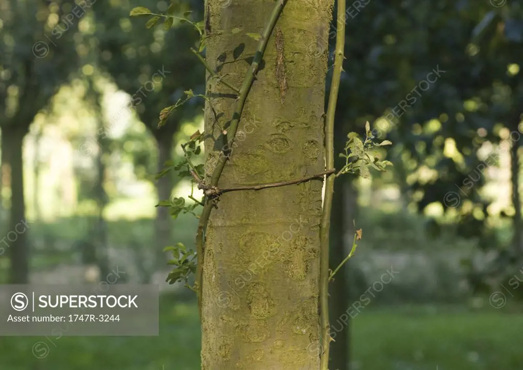 Vine growing up side of tree trunk