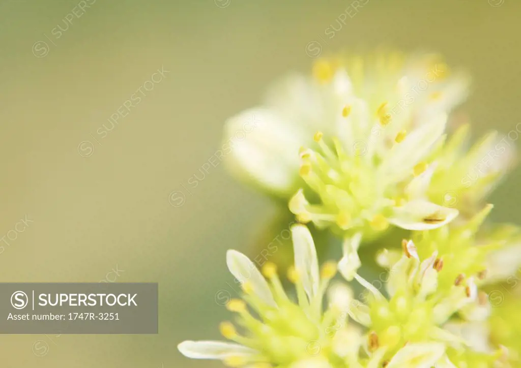 Sedum flowers, extreme close-up