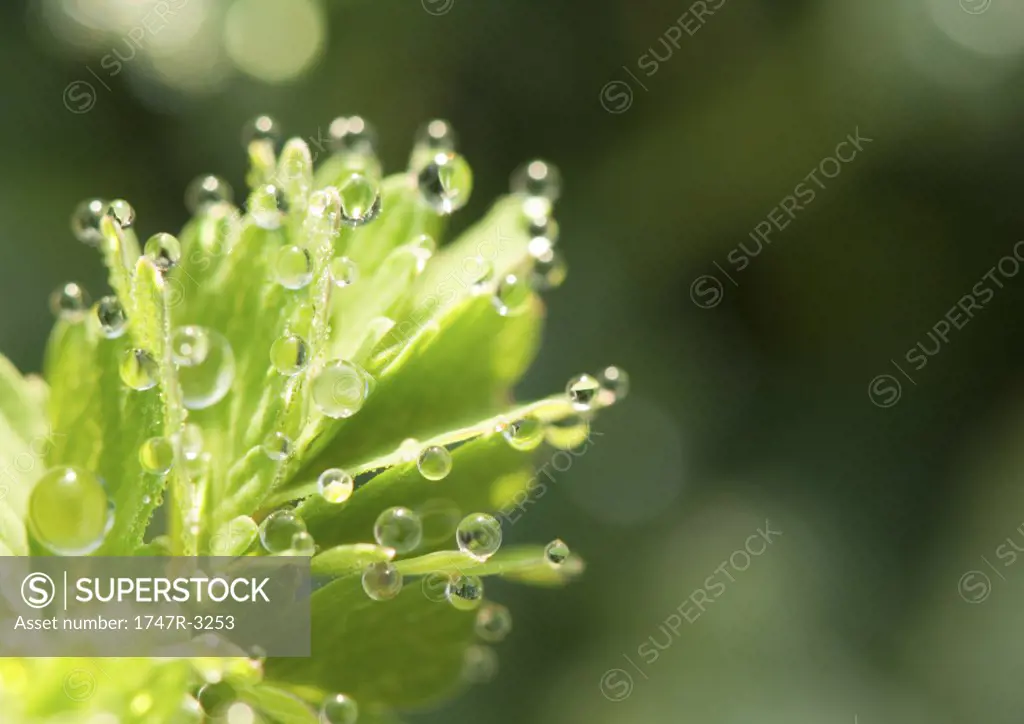 Dew drops on leaves, exteme close-up