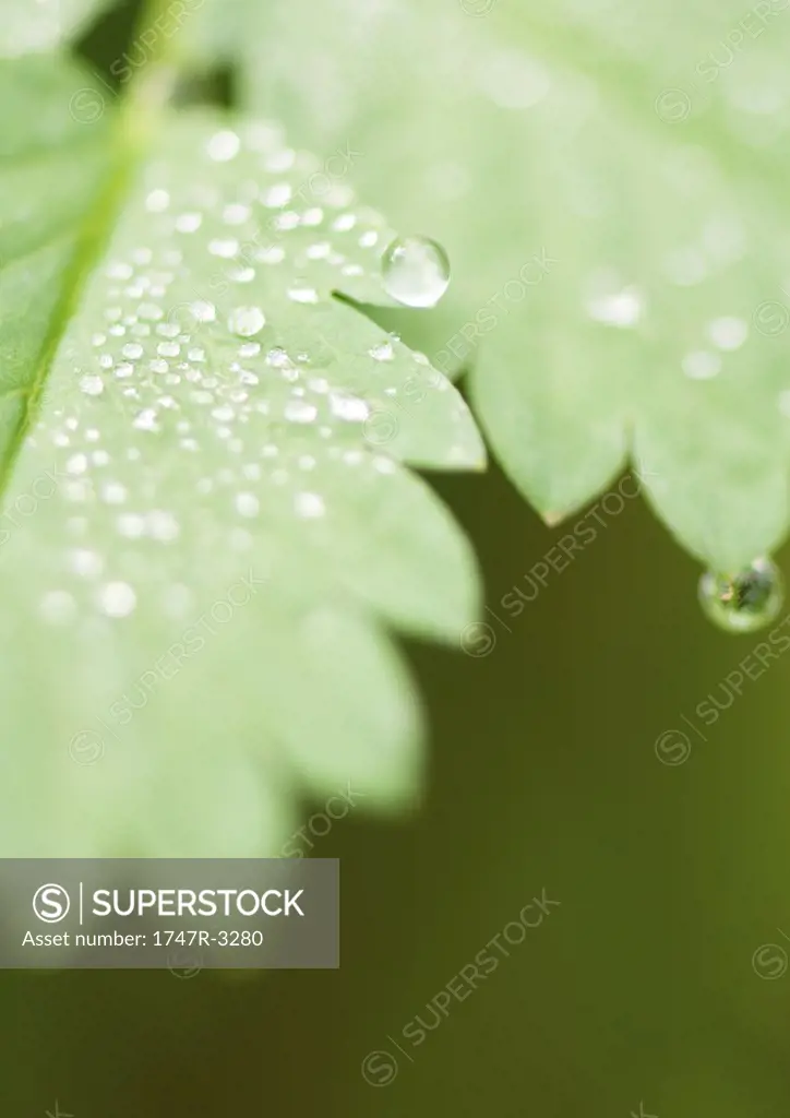 Dew covered leaves, extreme close-up