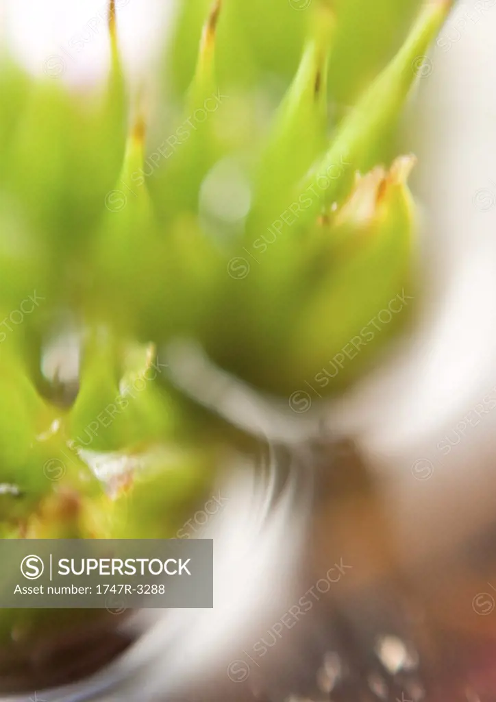 Bromeliad, extreme close-up, abstract view