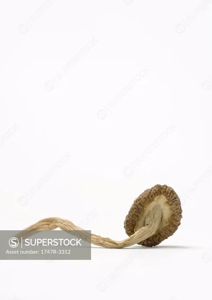 Dried mushroom