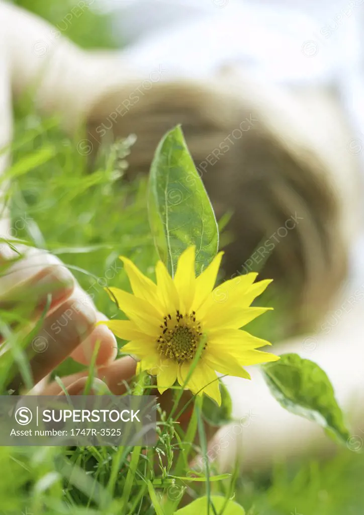 Woman lying in grass, focus on hands holding flower
