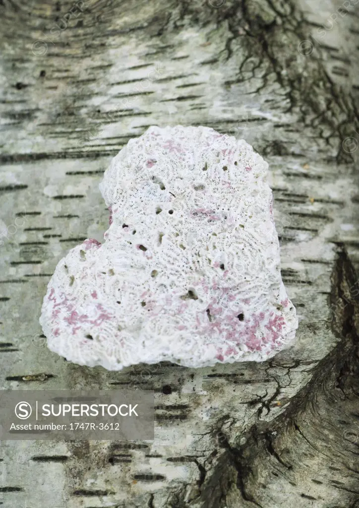 Heart shaped piece of coral on bark background