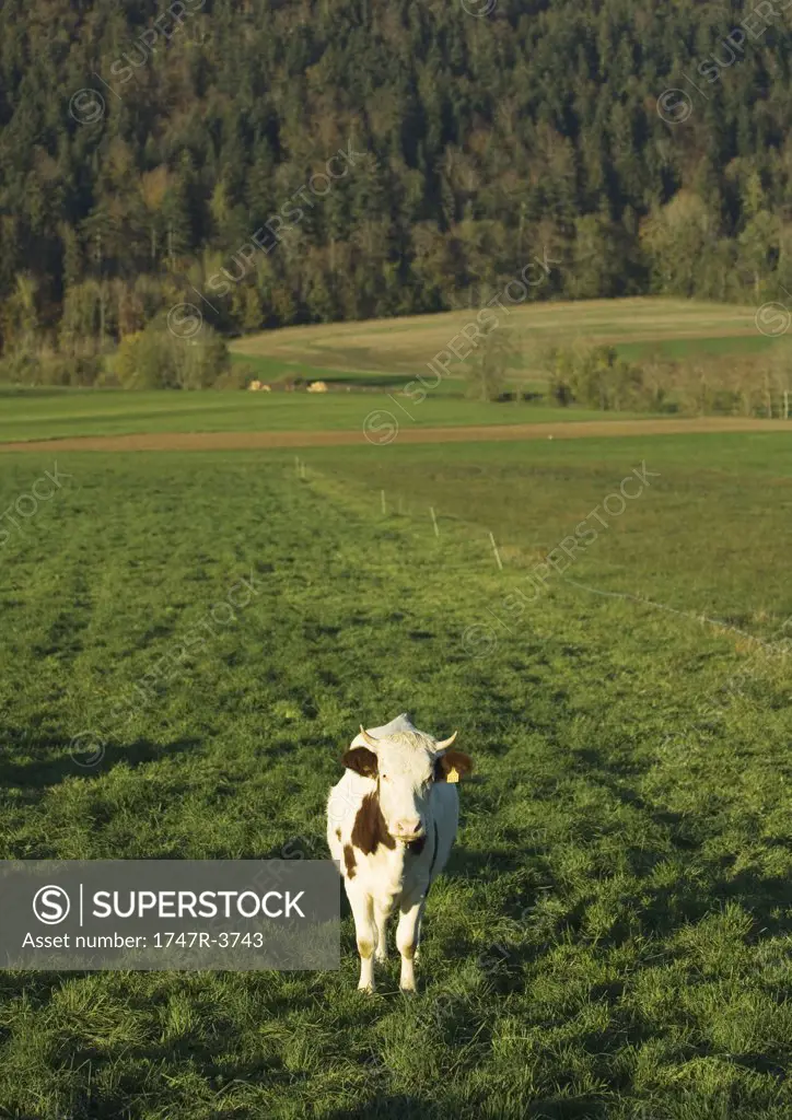 Cow standing in field