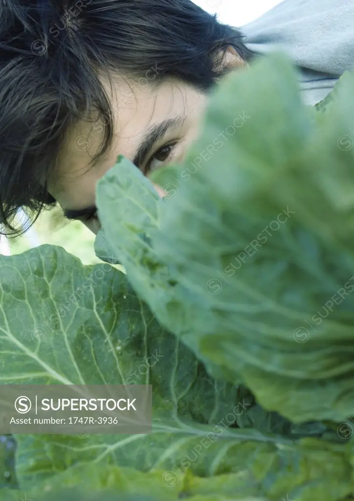 Man looking over cabbage leaves, close-up