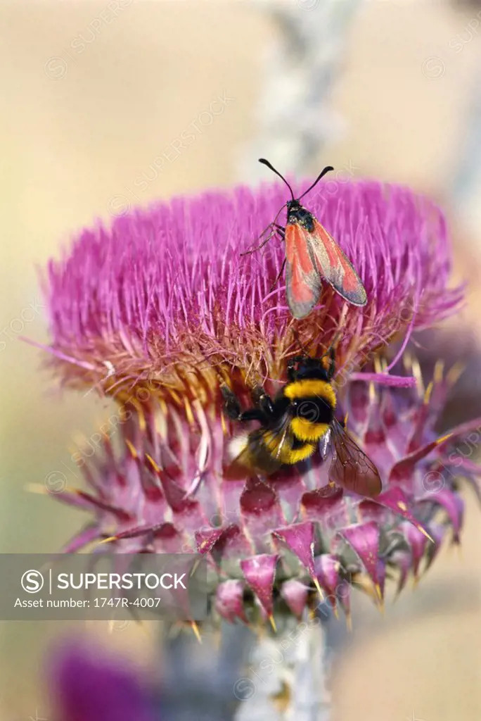 Insects on thistle flower