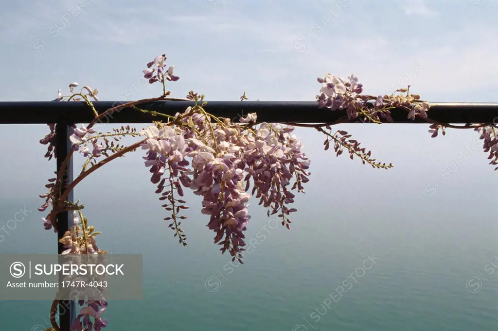 Wisteria vine growing on railing, sea in background