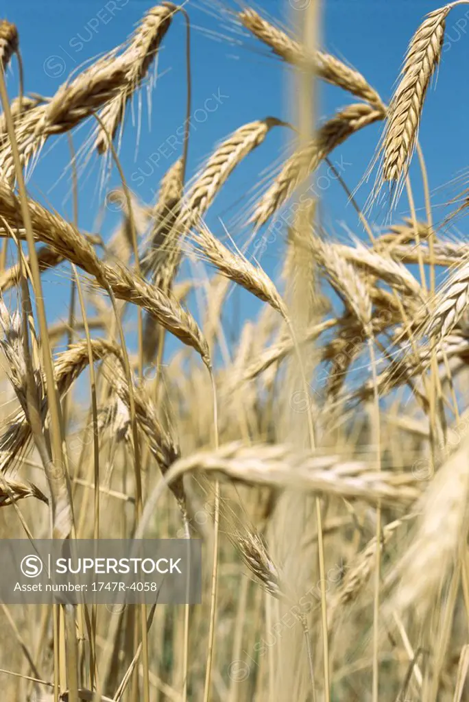 Field of wheat, close-up