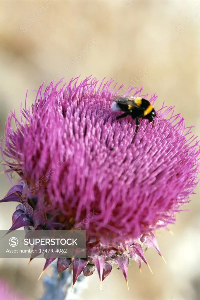 Bee on thistle