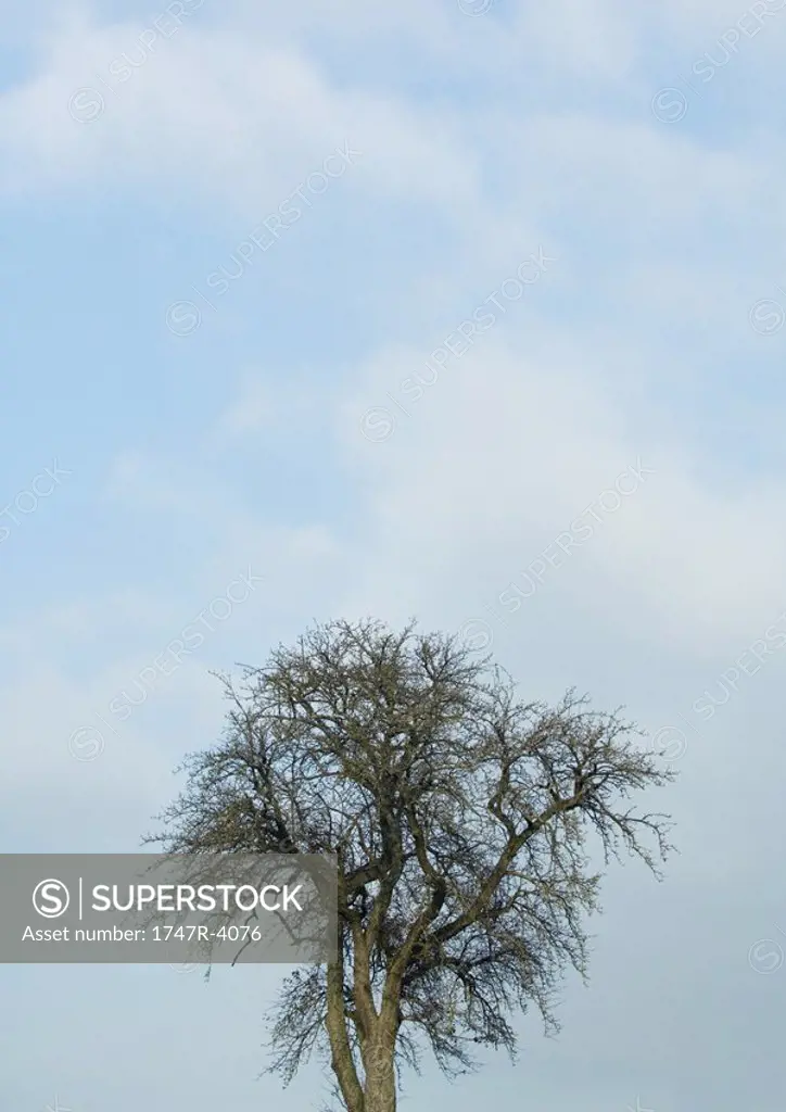 Bare tree, sky in background