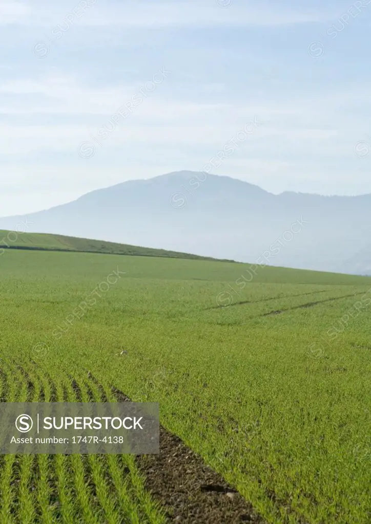 Field of crops growing and mountain in background