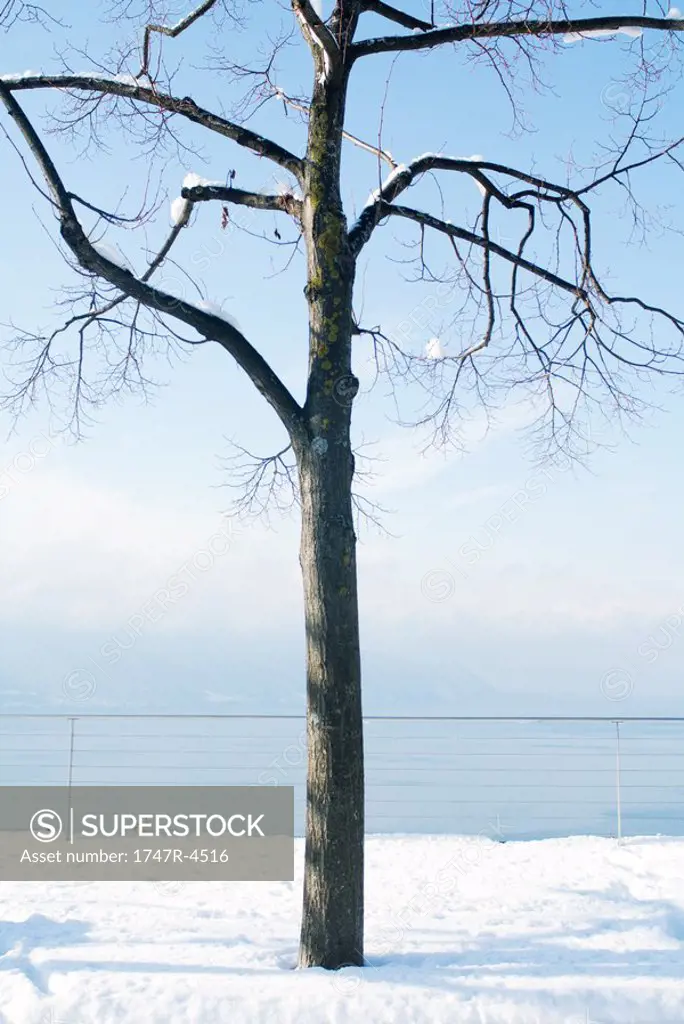 Tree overlooking lake, snow on ground and tree