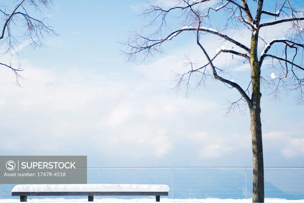 Snow-covered lookout point with tree and bench overlooking lake