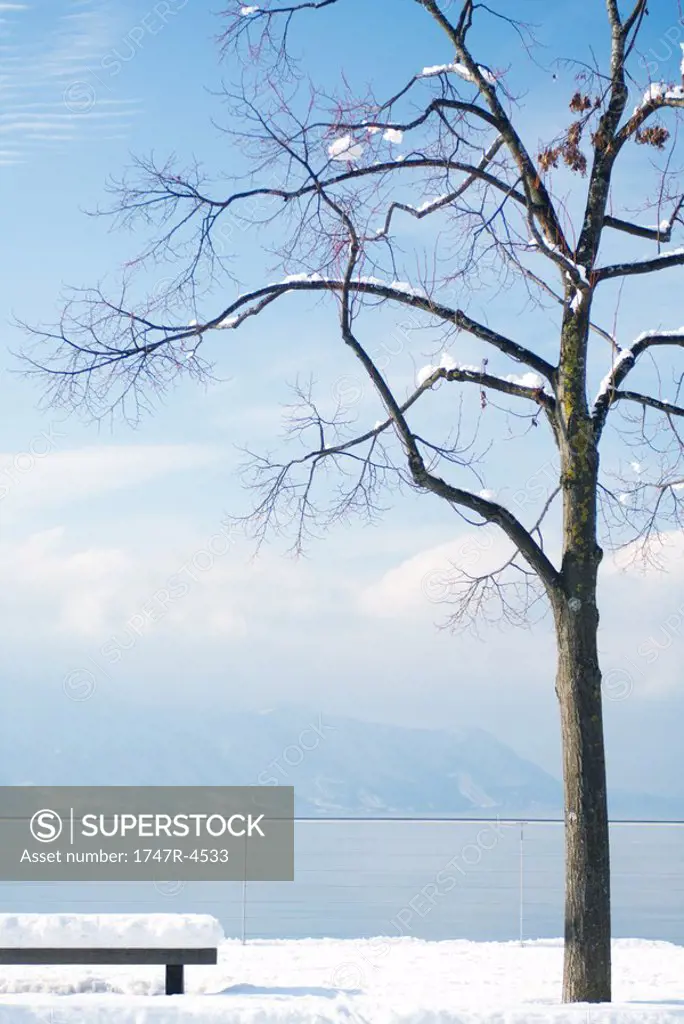 Snow-covered bench and tree overlooking lake, Switzerland