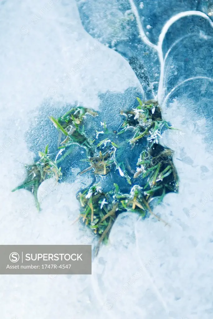 Grass emerging from ice