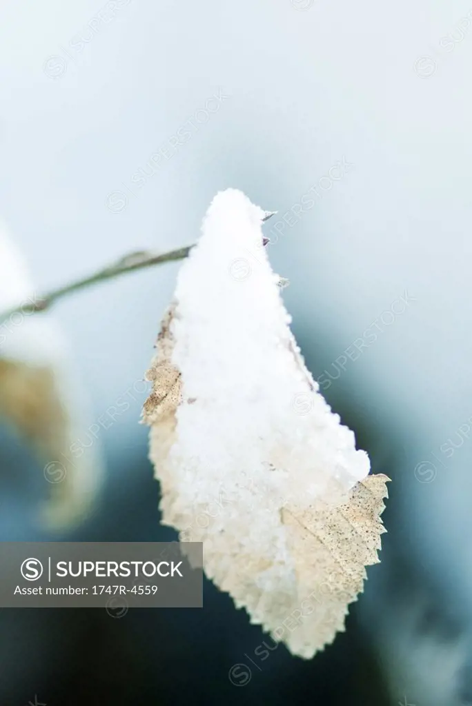 Snow-covered leaf