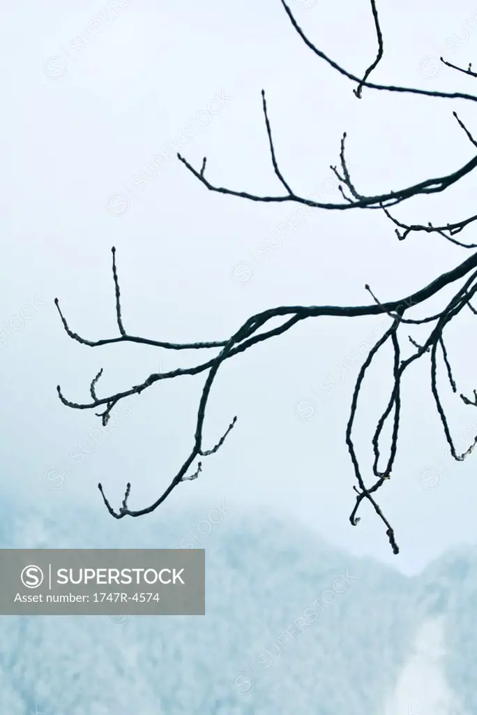 Misty mountainside, bare branches in foreground